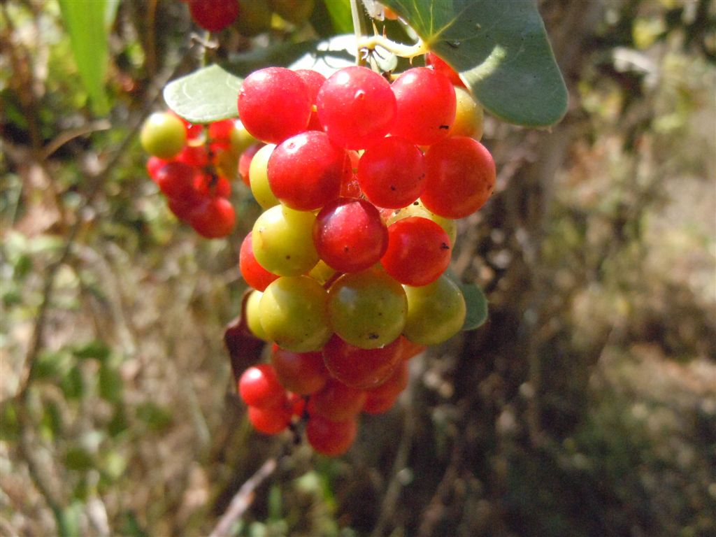 Pianta rampicante con frutti - Smilax aspera